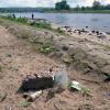 Müll an der Elbe Müll an der Elbe