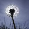Pusteblume im Sommer Pusteblume im Sommer
