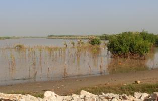 Mangrovenpflanzung an der Meeresküste Senegals Mangrovenpflanzung an der Meeresküste Senegals