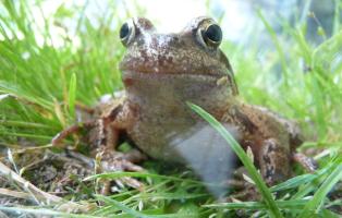 Grasfrosch Grasfrosch